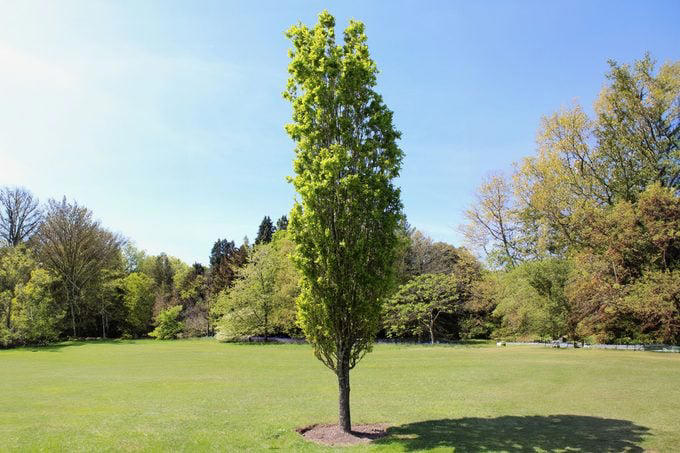 25 Trees For Every Landscape Need