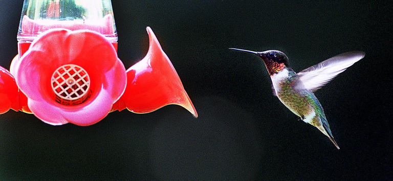 When do hummingbirds arrive to Ohio? Updated map says they're already here