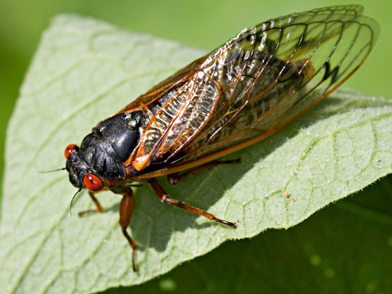 For the first time in 220 years, 17 and 13year cicadas will emerge