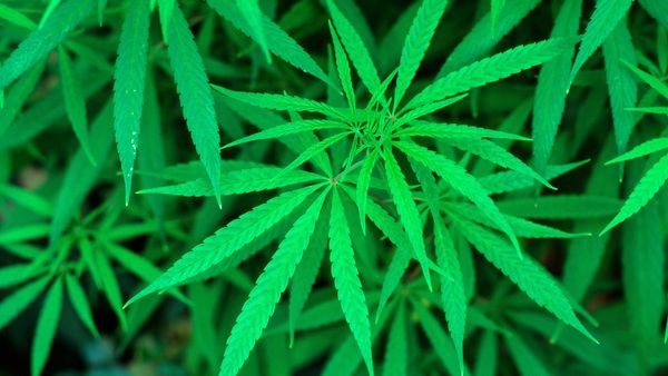 cannabis im handel? baumärkte äußern sich zurückhaltend