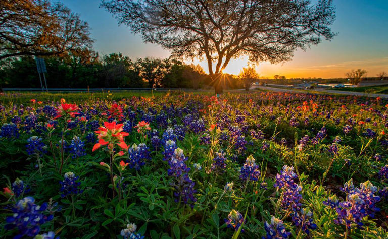 In Texas, can you be arrested for picking bluebonnets on roadsides ...