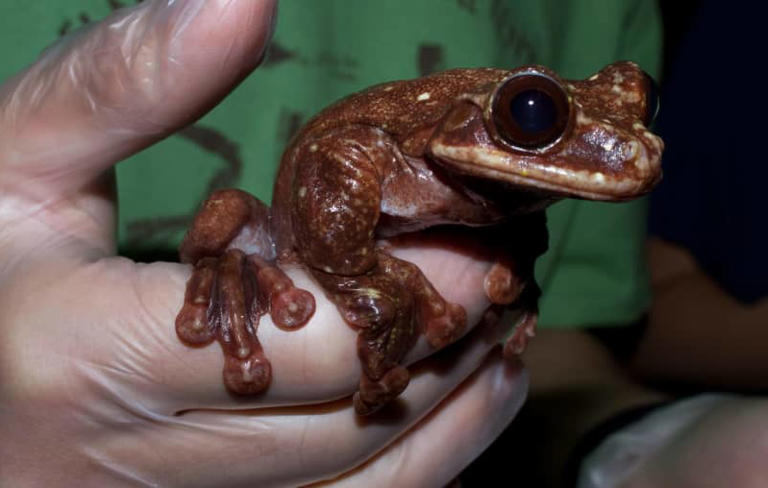 Haunting song pays tribute to Toughie, the frog whose extinction went ...