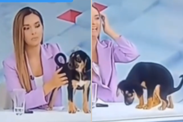 perrito defeca en pleno programa en vivo, mientras se promovía la adopción de cachorros