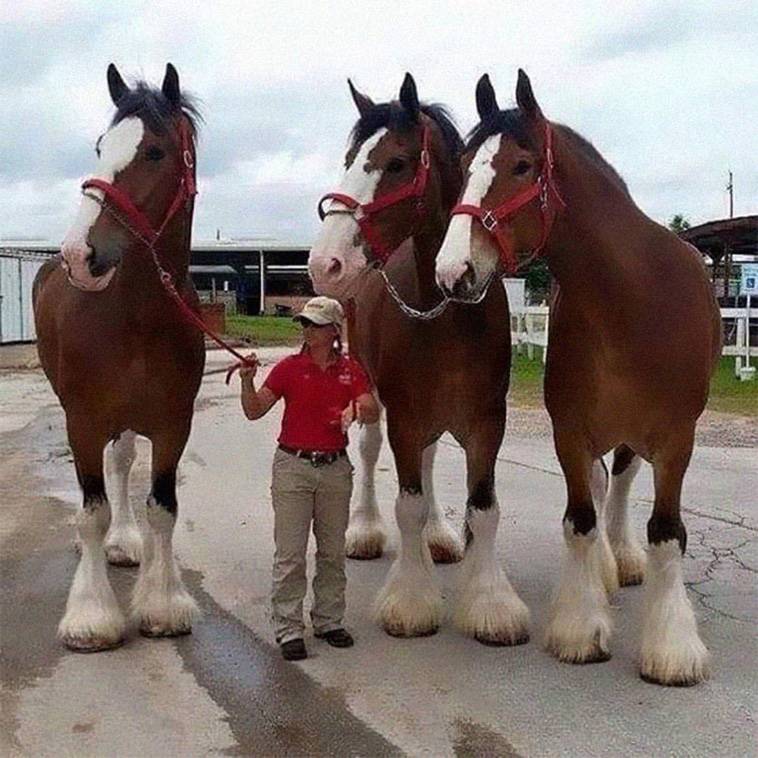 <p>These are Clydesdales, a Scottish breed of draught horse. And yes, that is their ACTUAL size. </p> <p>Although they are huge horses that are primarily bred to pull, surprisingly, they aren't too big to ride.</p>