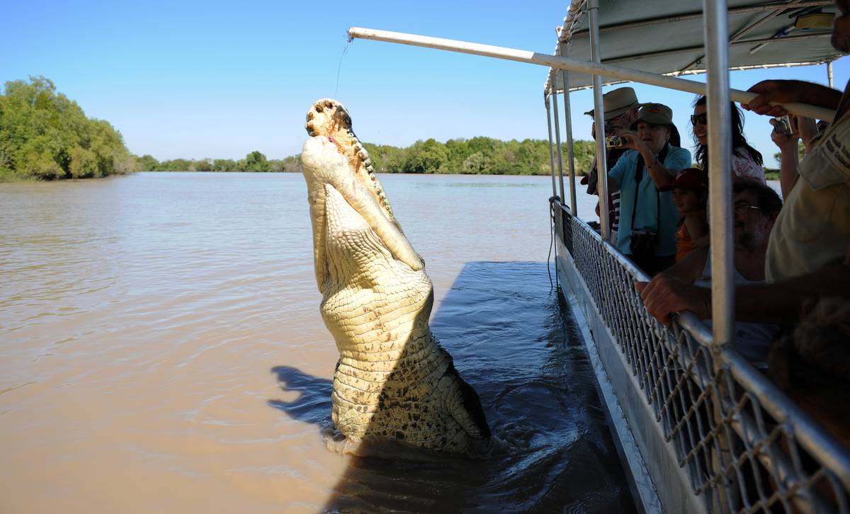 <p>Someone snapped this photo of a MASSIVE crocodile coming out of the water, and it's pretty majestic. His head is at least the size of half my torso. </p> <p>Man, I would not want to be in a fight with one of these things. </p>