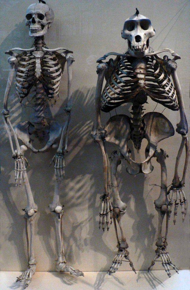 <p>Even though we think that we're so above animals, this picture comparing a human skeleton next to a gorilla skeleton may be pretty shocking. </p> <p>Our genomes compared to a gorilla's genomes are only different by just 1.6 percent. </p>