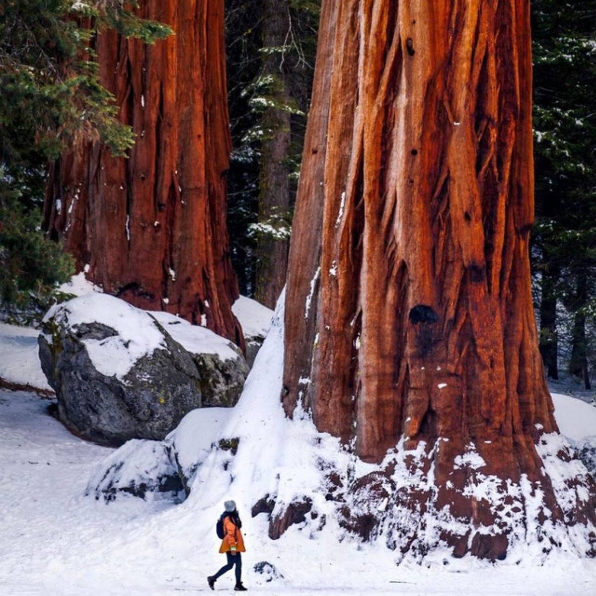 <p>This is a picture of a girl walking through Sequoia National Park, which is surrounded by groves of the world's largest living things, including trees. </p> <p>Imagine trying to climb one of these bad boys?</p>