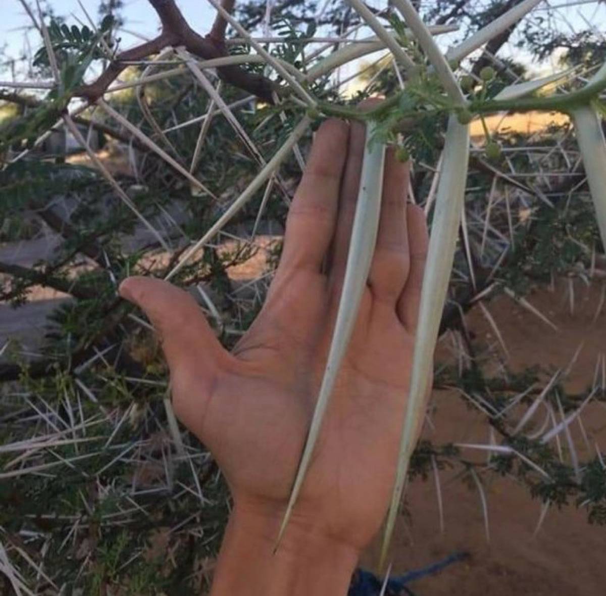 <p>Nature truly is METAL. At first glance, I thought that they were someone's really long fingernails, but these are actually thorns on a plant. </p> <p>The thought of falling into one of these is actually nightmare fuel. </p>