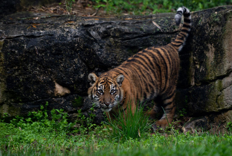 Nashville's tiger cubs prepare for their public debut