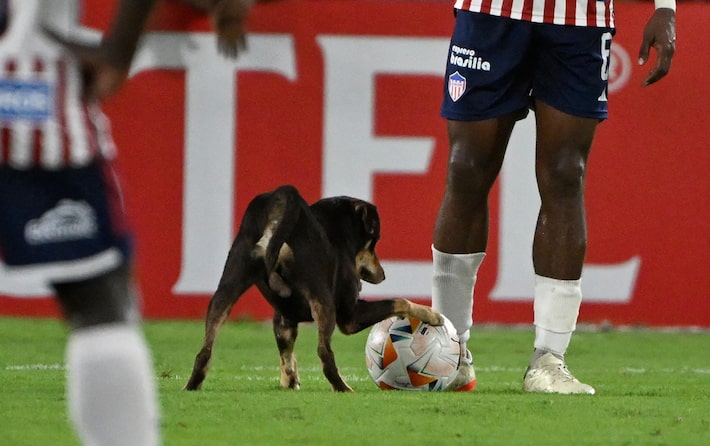 vídeo: cachorro invade campo, ‘troca passes’ com zagueiro e brinca com a bola na libertadores