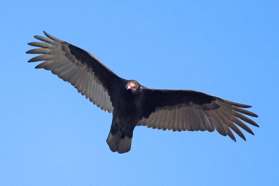Why are more turkey vultures being spotted in Monroe County?