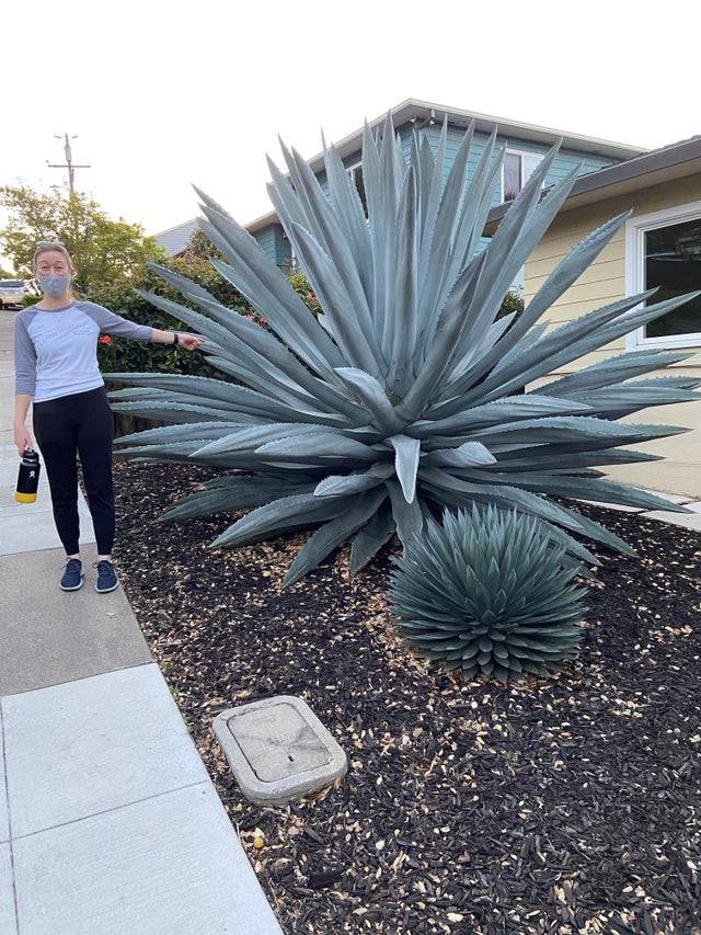 <p>This woman posed next to a giant agave plant in her neighborhood, location unknown (my guess is California or somewhere in Australia).</p> <p>Thank god for Agave plants, because where in the world would we be without tequila?!</p>