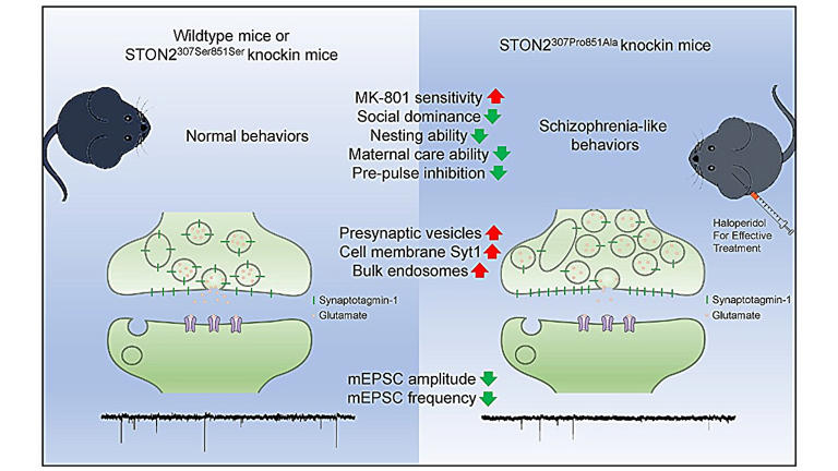 Research highlights STON2 variations involved in synaptic dysfunction ...