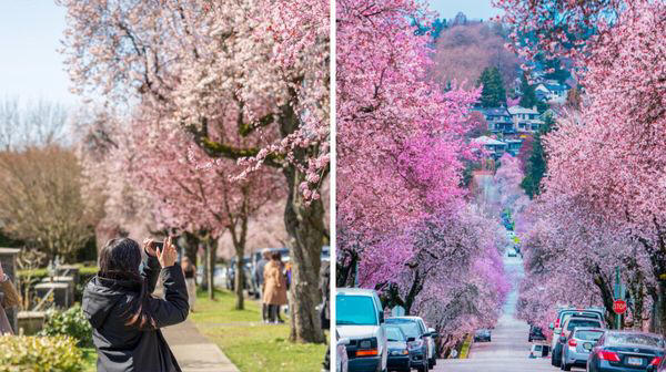 6 of the best places to see stunning cherry blossoms in Vancouver before they're gone
