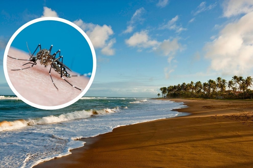 immer mehr reiserückkehrer an dengue erkrankt! in diesen ländern ist das risiko besonders hoch