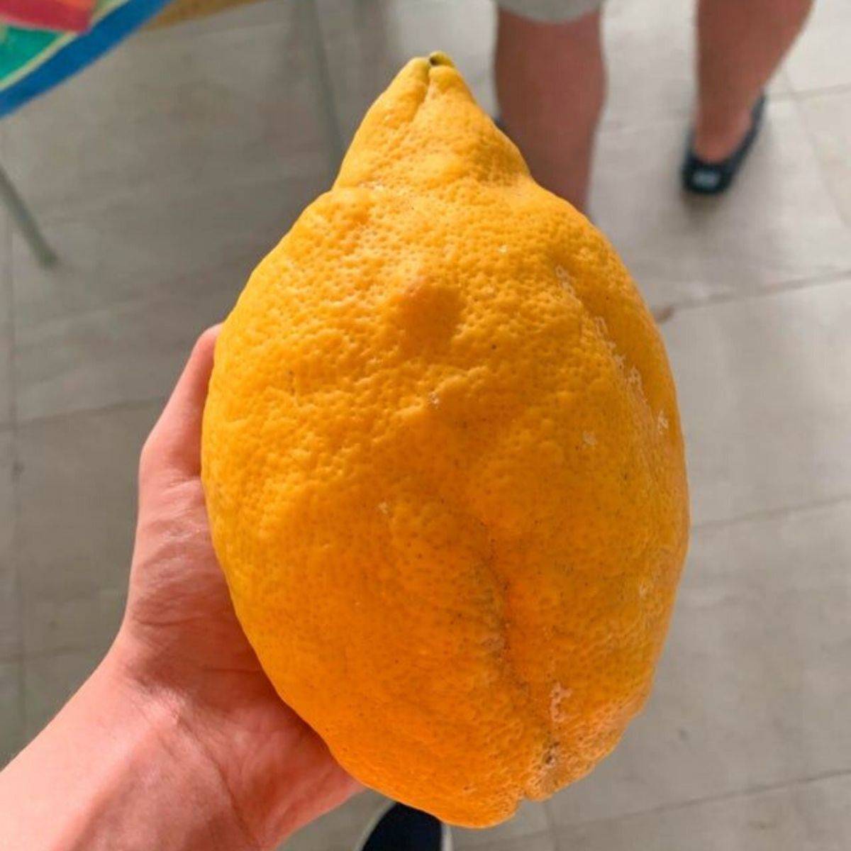 <p>For some unknown reason, someone managed to grow this giant lemon in their backyard, which came from a tree of completely regular-sized lemons. </p> <p>This guy must have got the most sunlight.</p>