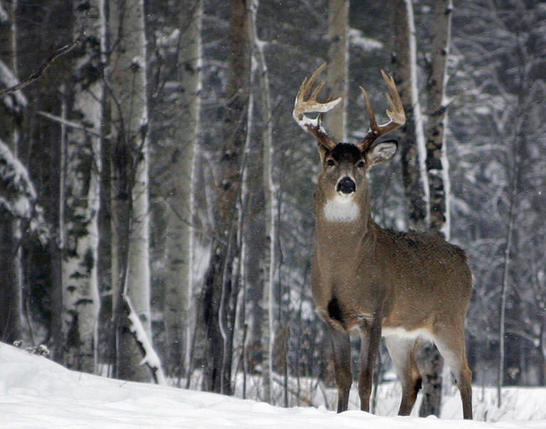 Big Ten deer hunting rankings? Minnesota isn't the powerhouse you'd expect.