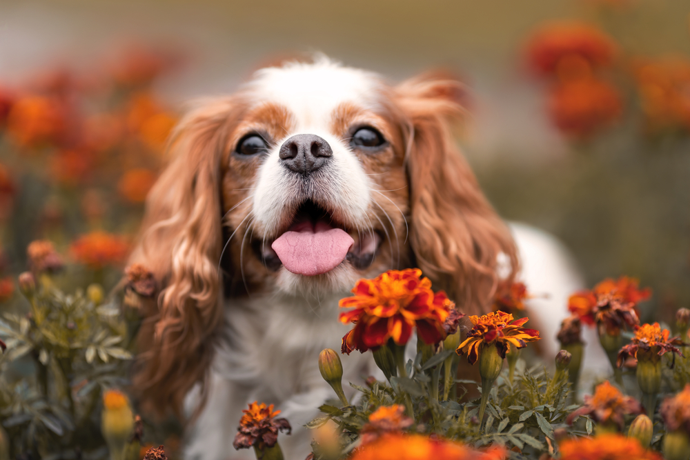 Ranking The 20 Cutest Dog Breeds to Ever Exist