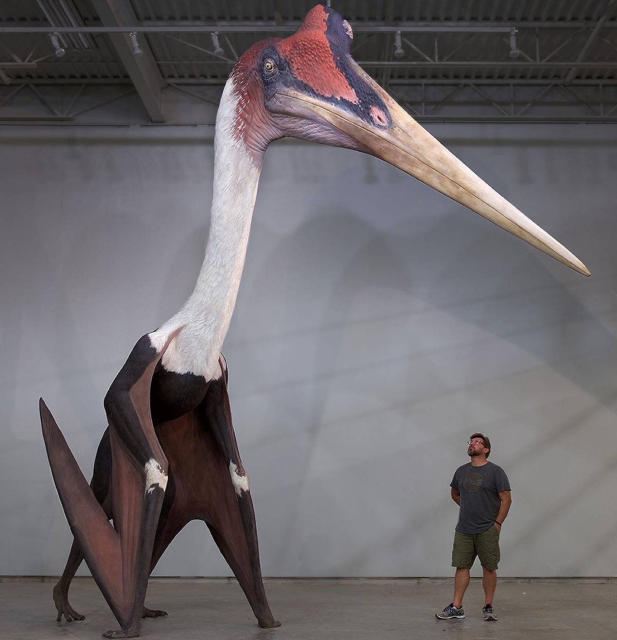 <p>Here's a dude standing next to a replica of a Quetzalcoatlus, which was one of the largest known flying animals of all time.</p> <p>Their wings apparently stretch to 33 feet when opened up, but I'm out here wondering how it is able to fly with that big beak on its face. </p>