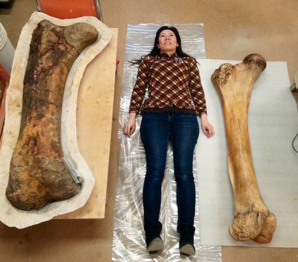 <p>This is a picture of a woman laying in between a whale femur (right) and a giraffe femur (left). </p> <p>It's safe to say that our femurs are truly the size of ants in comparison to these big bones. </p>