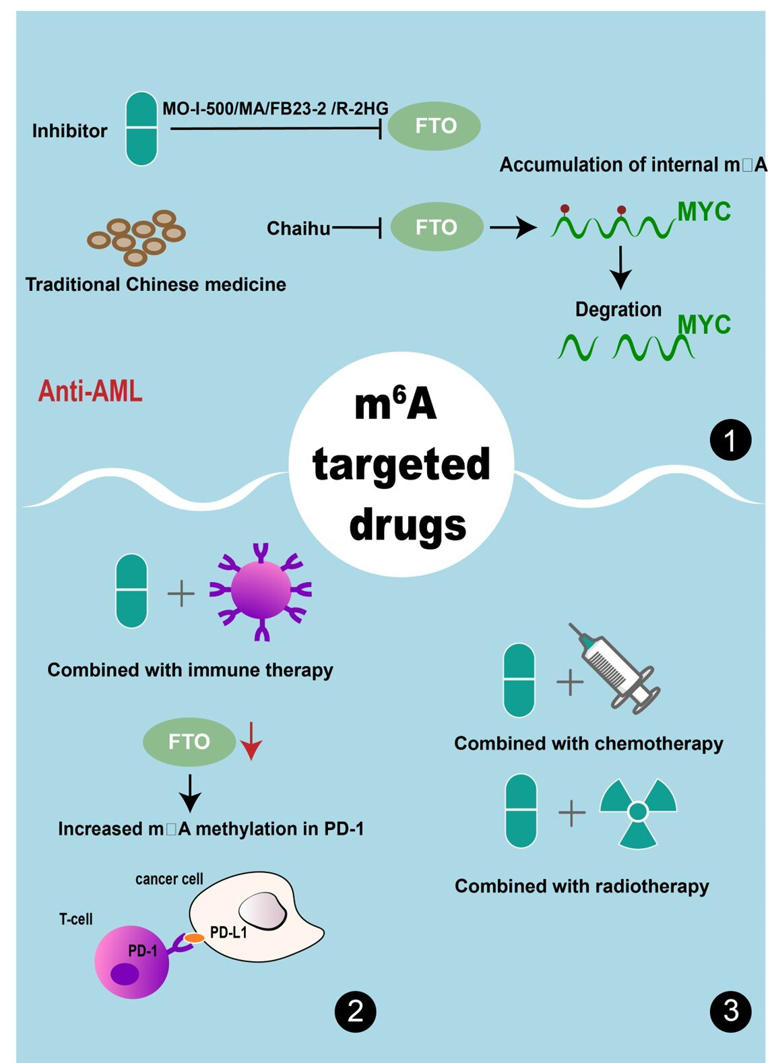 Exploring the role of RNA modification in normal hematopoiesis and ...