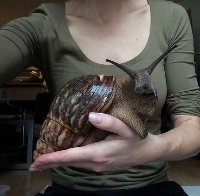 <p>So, this isn't photoshop. It's a real African land snail, and even though it's pretty cute, I am thankful that snails in North America are tiny. </p> <p>I kind of want to be grossed out, but he's so darn cute because he kind of looks like a rabbit.</p>