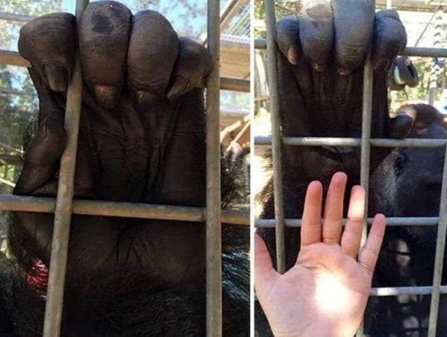 <p>Even though our skeletons are kind of, sort of similar, gorillas clearly have much larger features than us.</p> <p>This is a picture of someone's hand contrasted against that of a gorilla's, and all I can say is wow. </p>