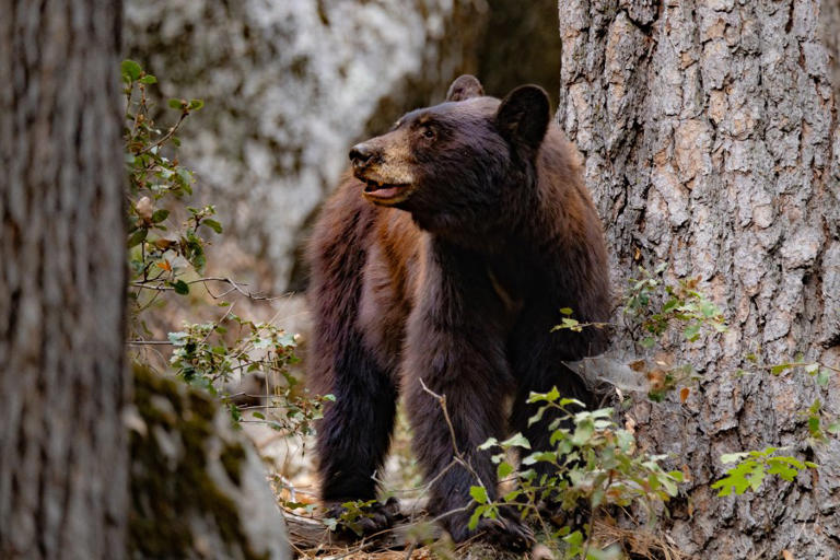 How Fresno Chaffee Zoo is helping protect California’s wildlife