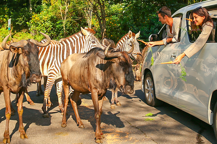 taman safari prigen buka jam berapa