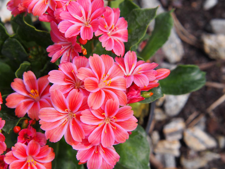 Lewisia : plantation, entretien et floraison