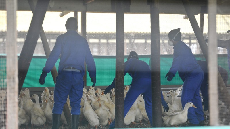 h5n1 has jumped the species barrier, no concern for sa yet