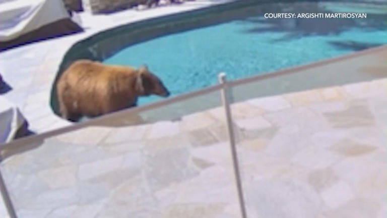 Bear spotted relaxing in Burbank backyard pool