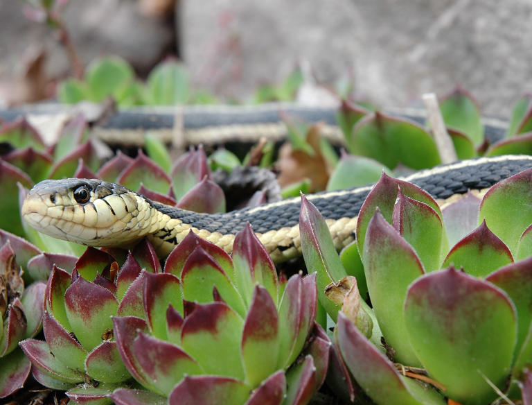 9 Home Remedies to Keep Snakes Away