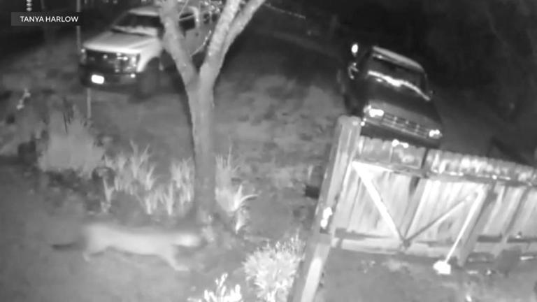 Mountain Lion Caught On Camera In El Dorado County Weeks After Deadly 