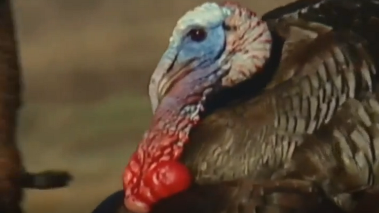 Anticipating the thrill: Tennessee's turkey hunting season opens this Saturday
