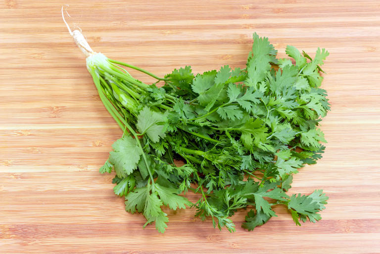 How To Grow Coriander From Cuttings