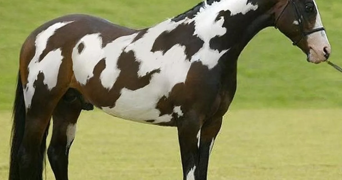 test din intelligens: kun dem med høj iq kan spotte den anden hest på dette billede