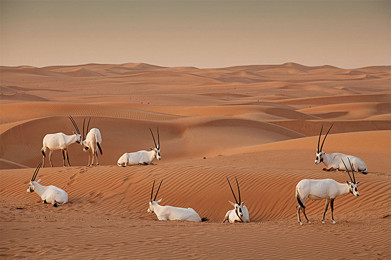 9 of the best places to see wildlife in the uae