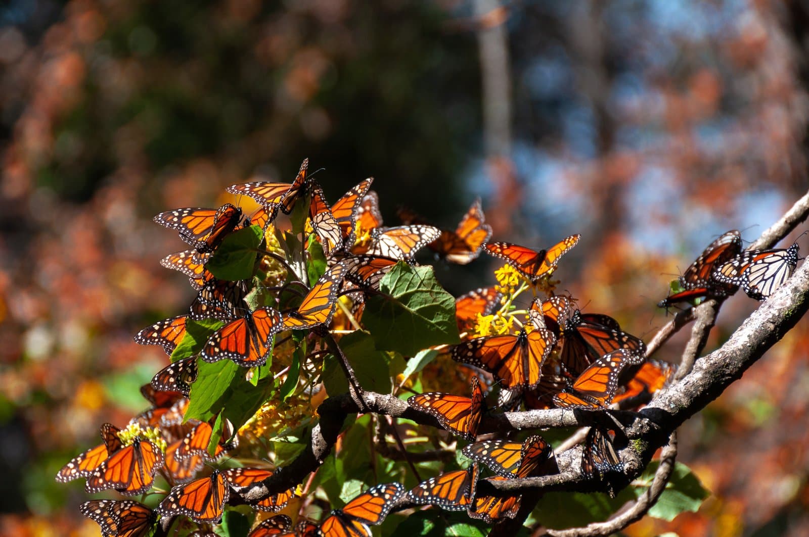 <p class="wp-caption-text">Image Credit: Shutterstock / Noradoa</p>  <p><span>Each year, millions of monarch butterflies migrate from North America to the forests of Michoacán and the State of Mexico, creating one of nature’s most spectacular displays. The Monarch Butterfly Biosphere Reserve, a UNESCO World Heritage site, offers visitors the chance to witness this incredible phenomenon up close, as the forests come alive with the vibrant orange and black of the monarch wings.</span></p>