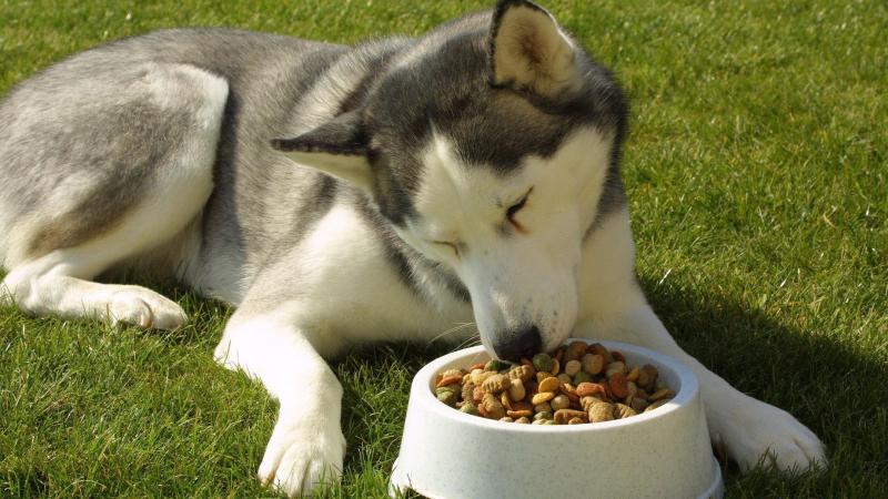 des aliments crus pour chiens retirés de la vente