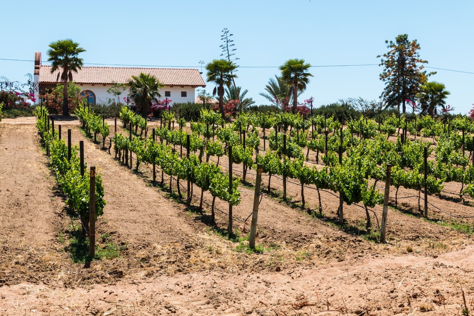 <p class="wp-caption-text">Image Credit: Shutterstock / Sherry V Smith</p>  <p><span>The Valle de Guadalupe in Baja California has emerged as Mexico’s premier wine region, known for its innovative wineries and Mediterranean-like climate. The valley offers a scenic backdrop for wine tasting, with a growing number of boutique wineries and farm-to-table restaurants showcasing the region’s agricultural bounty. The area’s unique wines and culinary experiences make it a must-visit for food and wine enthusiasts.</span></p>