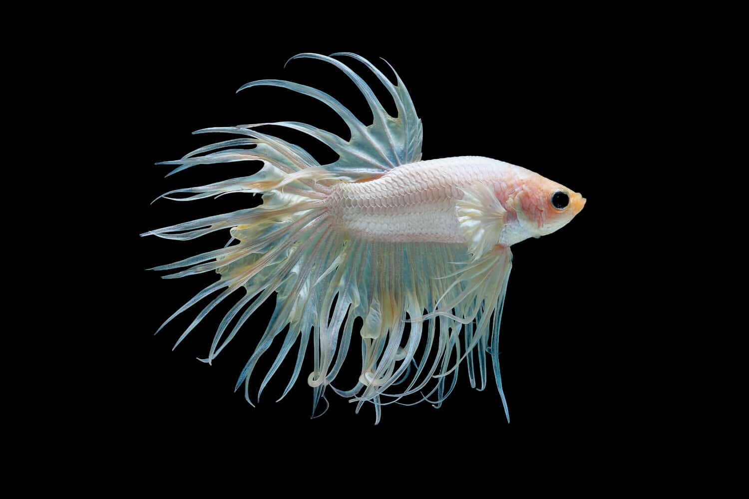 These are the Most Expensive Types of Betta Fish