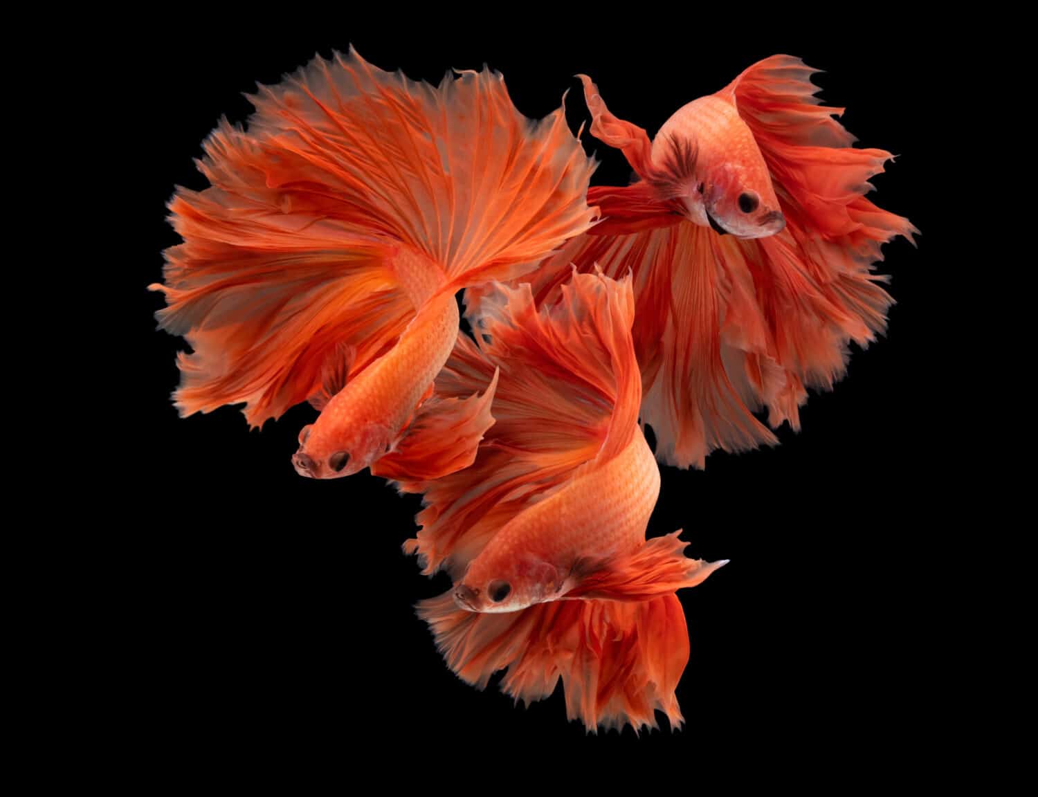 These are the Most Expensive Types of Betta Fish