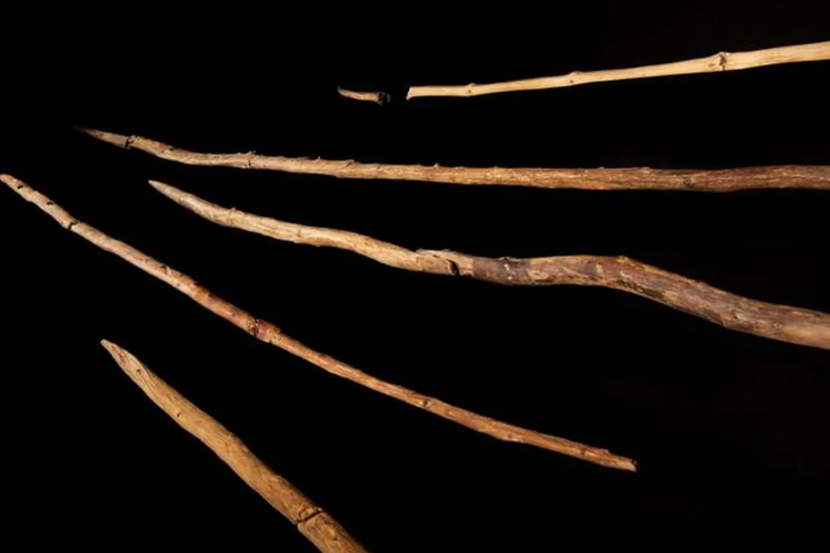 peralatan kayu berusia 300.000 tahun ungkap gaya hidup neanderthal