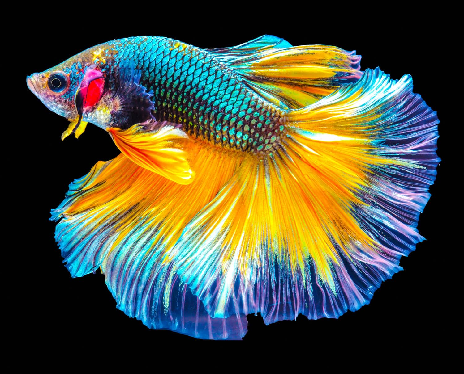 These are the Most Expensive Types of Betta Fish