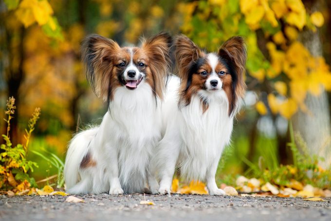 20 of the healthiest dog breeds with the fewest medical problems