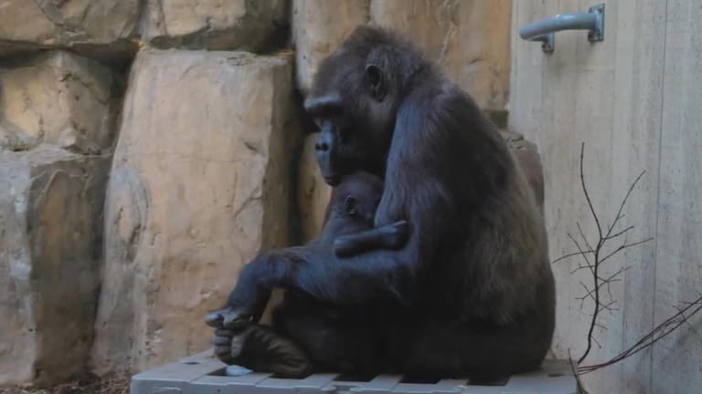 Baby gorilla bonding with surrogate mother at Cleveland Metroparks Zoo