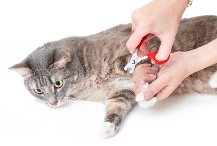 15 Reasons Why Your Cat Is Limping