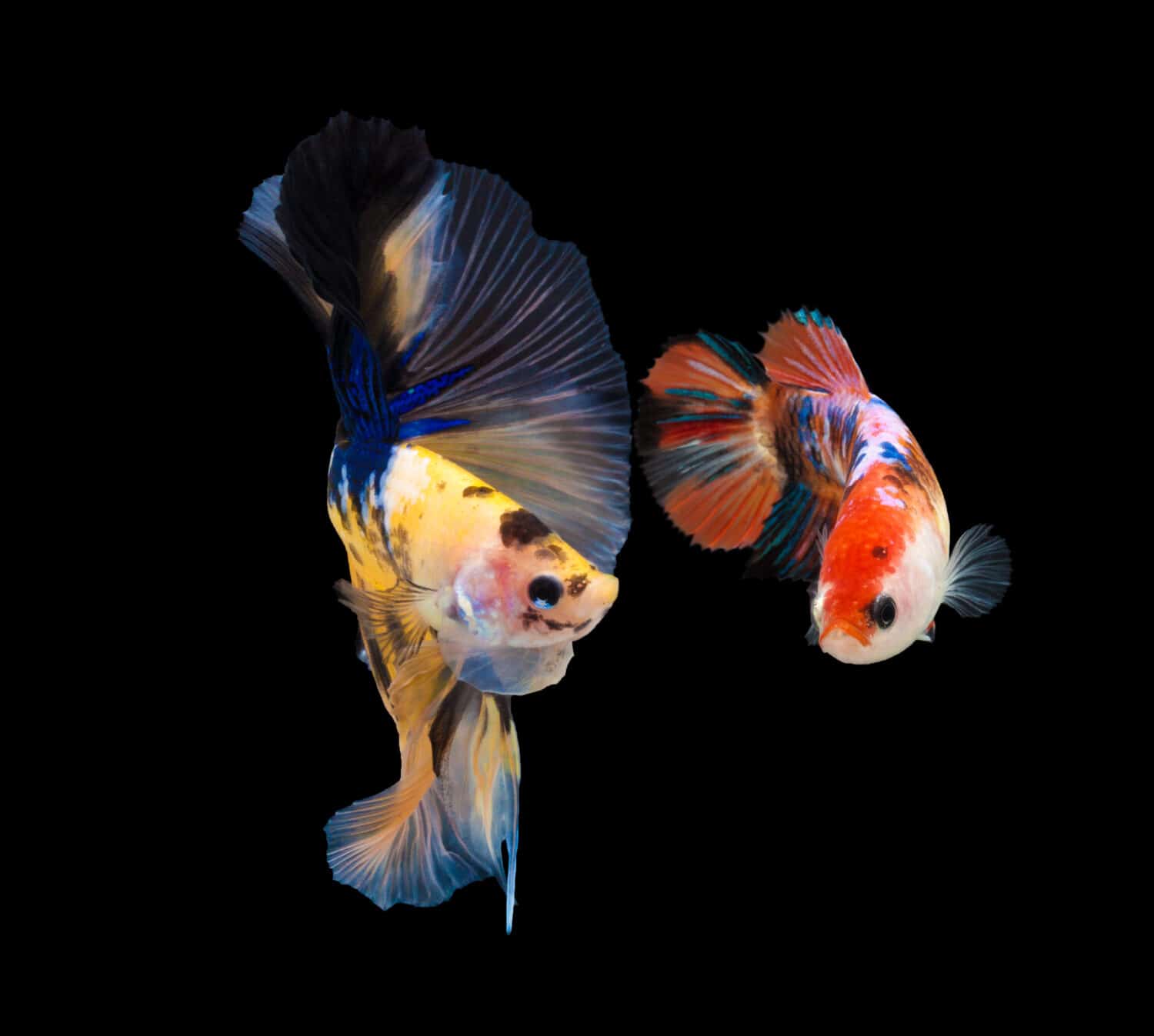 These are the Most Expensive Types of Betta Fish