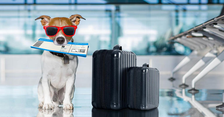 american airlines makes it easier to travel with pets, Javier Brosch Shutterstock